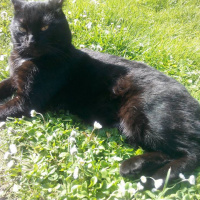 Soke, Kedi  Pufi fotoğrafı