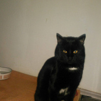 Soke, Kedi  Pufi fotoğrafı