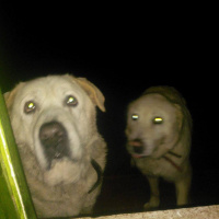 Akbaş, Köpek  Boncuk fotoğrafı