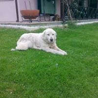 Akbaş, Köpek  Pamuk fotoğrafı