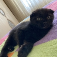 Scottish Fold, Kedi  zeytin fotoğrafı