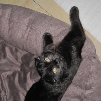 Scottish Fold, Kedi  zeytin fotoğrafı