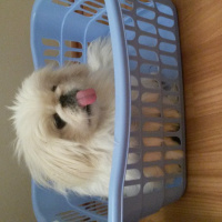 Pekingese, Köpek  Gogo fotoğrafı