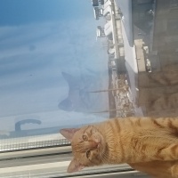 Sarman, Kedi  Ilanımı okur musunuz fotoğrafı