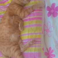 Sarman, Kedi  Ilanımı okur musunuz fotoğrafı