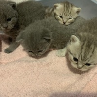 Scottish Fold, Kedi  Scotishfold fotoğrafı