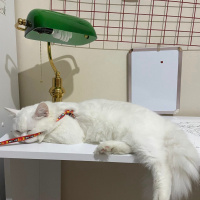 British Longhair, Kedi  Mia fotoğrafı