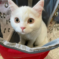 British Longhair, Kedi  Mia fotoğrafı
