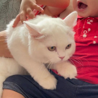 British Longhair, Kedi  Mia fotoğrafı