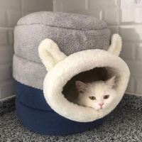 British Longhair, Kedi  Mia fotoğrafı