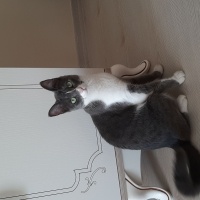 Tekir Kedi, Kedi  Zilli fotoğrafı