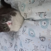 Tekir Kedi, Kedi  Zilli fotoğrafı