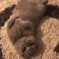 Scottish Fold, Kedi  Muhtar fotoğrafı