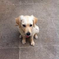 Golden Retriever, Köpek  bella fotoğrafı