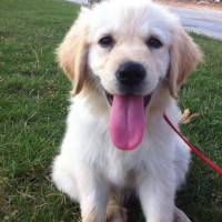 Golden Retriever, Köpek  bella fotoğrafı