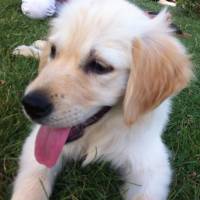 Golden Retriever, Köpek  bella fotoğrafı