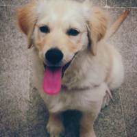 Golden Retriever, Köpek  bella fotoğrafı