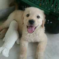 Golden Retriever, Köpek  Poyraz fotoğrafı