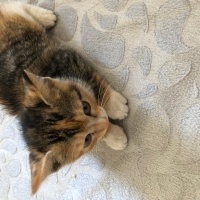 Tekir Kedi, Kedi  Duman ve Sarı fotoğrafı