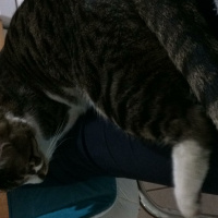 Tekir Kedi, Kedi  Ela fotoğrafı