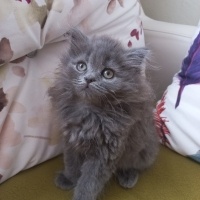 British Longhair, Kedi  Şila fotoğrafı