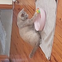 British Shorthair, Kedi  Şila fotoğrafı