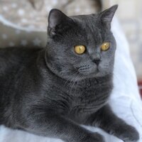 British Shorthair, Kedi  Duman’ım ♾️ fotoğrafı