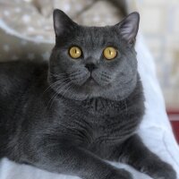 British Shorthair, Kedi  Duman’ım ♾️ fotoğrafı