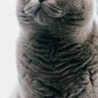 British Shorthair, Kedi  Duman’ım ♾️ fotoğrafı