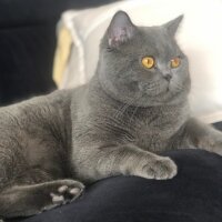 British Shorthair, Kedi  Duman’ım ♾️ fotoğrafı