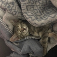 Tekir Kedi, Kedi  Memet fotoğrafı