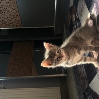 Tekir Kedi, Kedi  Memet fotoğrafı