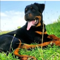Rottweiler, Köpek  Shadow fotoğrafı