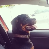 Rottweiler, Köpek  Shadow fotoğrafı