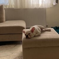 Fransız Bulldog, Köpek  odin fotoğrafı