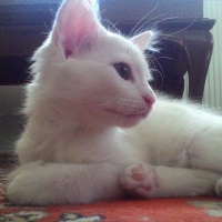 Van Kedisi, Kedi  Şans fotoğrafı
