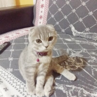 Scottish Fold, Kedi  Reyna fotoğrafı