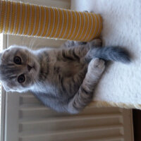 Scottish Fold, Kedi  Reyna fotoğrafı