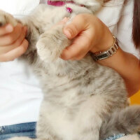 Scottish Fold, Kedi  Reyna fotoğrafı