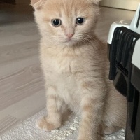 Scottish Fold, Kedi  mia fotoğrafı