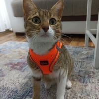 Tekir Kedi, Kedi  Luna fotoğrafı