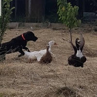 Labrador Retriever, Köpek  MAMBA fotoğrafı