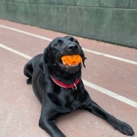 Labrador Retriever, Köpek  MAMBA fotoğrafı
