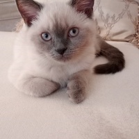 British Shorthair, Kedi  Bulut fotoğrafı