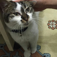 Tekir Kedi, Kedi  Ponçik ve minnoş fotoğrafı
