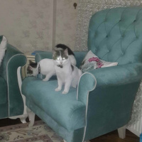 Tekir Kedi, Kedi  Ponçik ve minnoş fotoğrafı