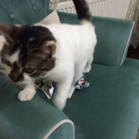 Tekir Kedi, Kedi  Ponçik ve minnoş fotoğrafı