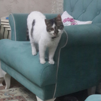 Tekir Kedi, Kedi  Ponçik ve minnoş fotoğrafı