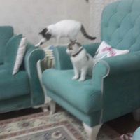 Tekir Kedi, Kedi  Ponçik ve minnoş fotoğrafı