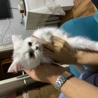 Scottish Fold, Kedi  Pamuk fotoğrafı